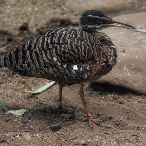 Sunbittern