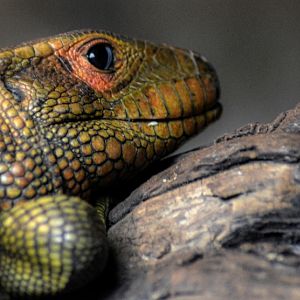 Caiman Lizard
