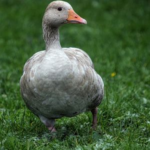 Leucistic Greylag