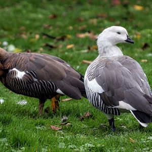 Magellan Geese