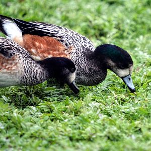 Chiloe Wigeon