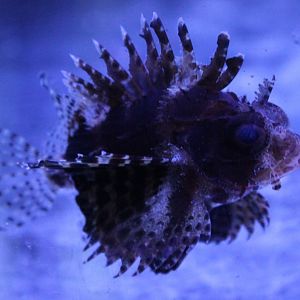 Fuzzy dwarf lionfish - Dendrochirus brachypterus.