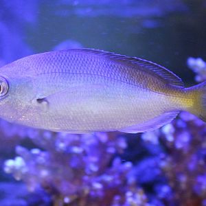 Yellowtail fusilier - Caesio cuning