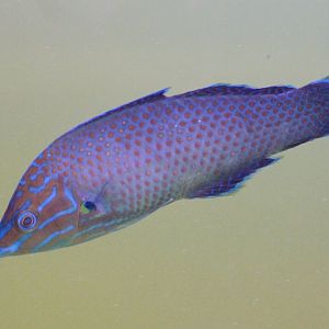 Gray head wrasse - Halichoeres leucurus - male