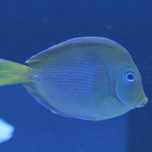 Dussumeri tang - Acanthurus dussumieri