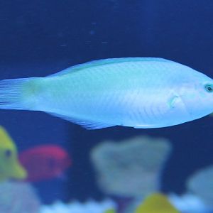 Green wrasse - Halichoeres chloropterus