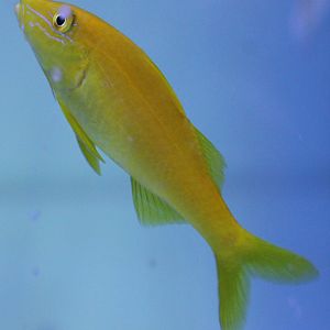 Yellow goatfish - Parupeneus cyclostoma
