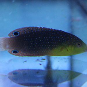 Yellowchest twist wrasse - Anampses twistii