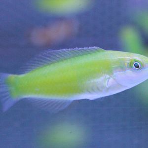Green wrasse - Halichoeres chloropterus