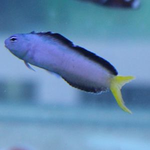 Harptail blenny - Meiacanthus abditus