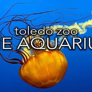 Zoo Tours: The Aquarium