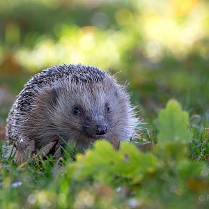 European hedgehog : British Wildlife Centre : 05 Oct 2018