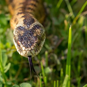 Common European adder : British Wildlife Centre : 05 Oct 2018