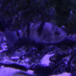 Marine fish-species ID