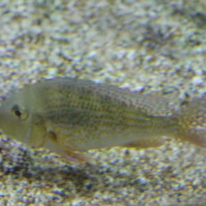 Cichlid ID
