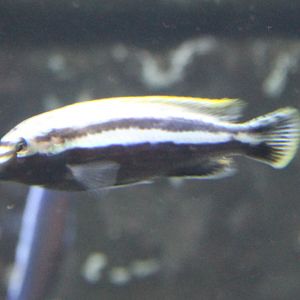Cichlid ID