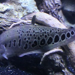 Knife-fish