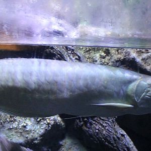 Arowana