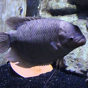Giant gourami
