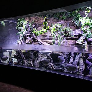 Gourami - arowana aquarium