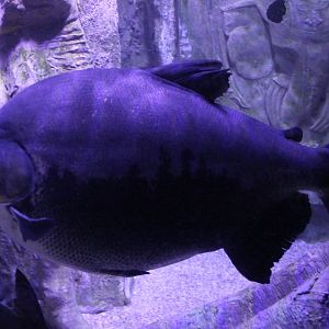 Pacu
