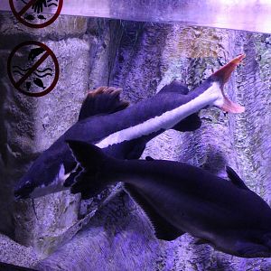 Pangasius and Red-taild giant catfish