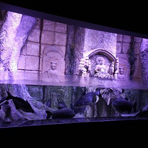 Pacu - Catfish aquarium