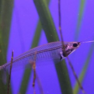 Glass catfish