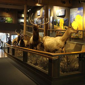 elk herd taxidermy