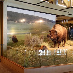 plains bison taxidermy