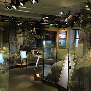 Yellowstone wildlife taxidermy