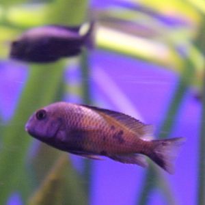 Cichlid ID