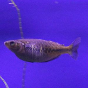 Rainbowfish ID