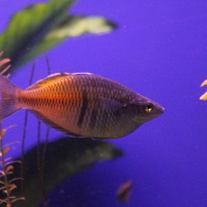 Boeseman rainbowfish