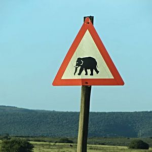 Elephant Crossing Sign