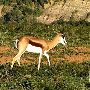 South African Springbok