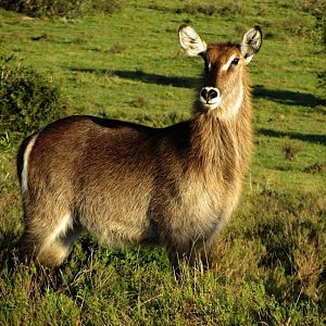Ellipsen Waterbuck
