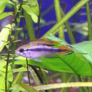 Cichlid ID