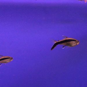 Blackline penguinfishes