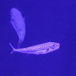 Silver-cheeked toadfish - Lagocephalus sceleratus