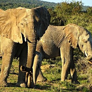 African Bush Elephants