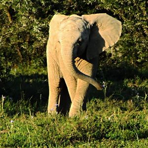 African Bush Elephant Calf