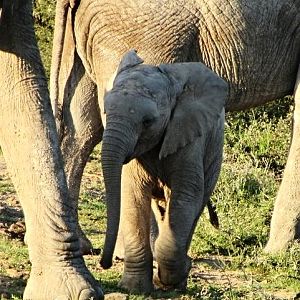 African Bush Elephant Calf