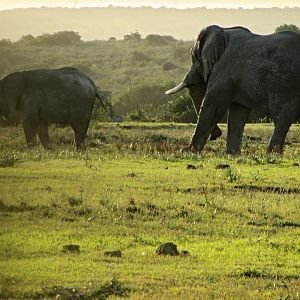 African Bush Elephants