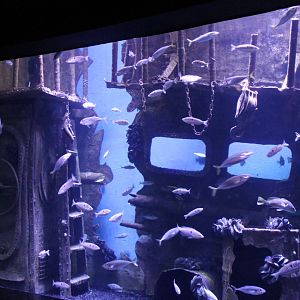 Aquarium Black Sea