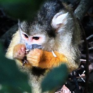 Bolivian Squirrel Monkey