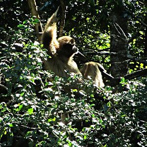 White-handed Gibbon