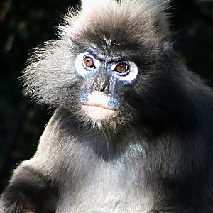 Spectacled Langur