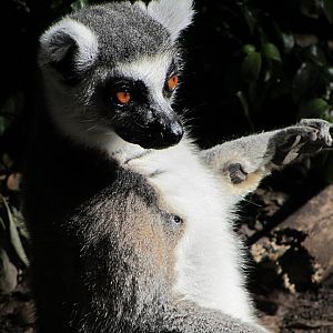 Ring-tailed Lemur