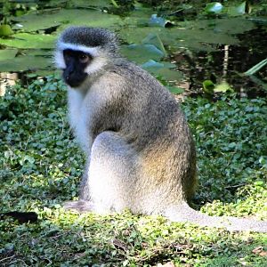 Vervet Monkey